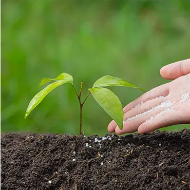 A person adding fertilizer to plant soil