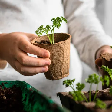 A child is holding a small plant in a pot